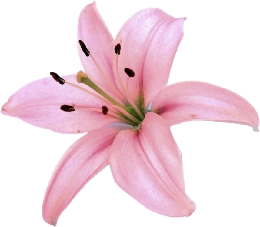 Pink lily
